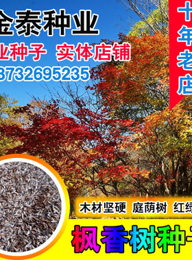 北美枫香树林木种子