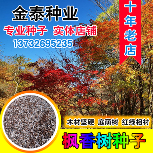 枫香种子行道树园林绿化苗木风景树苗美国北美枫香树种子林木种子