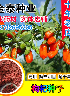 枸杞种子野生宁夏红枸杞菜食用药用耐干旱耐沙灌木中华枸杞种籽
