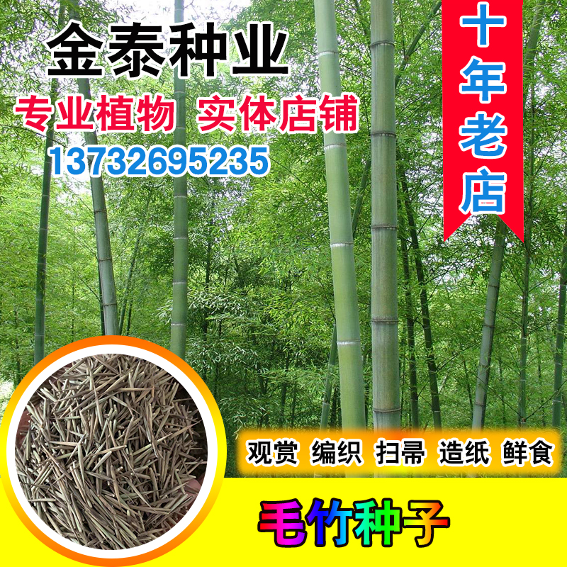 大型毛竹种子生长快江南竹茅