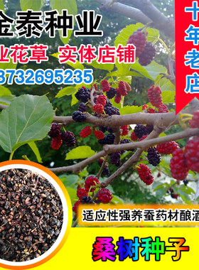 大叶强饲料桑桂桑四季野生种子