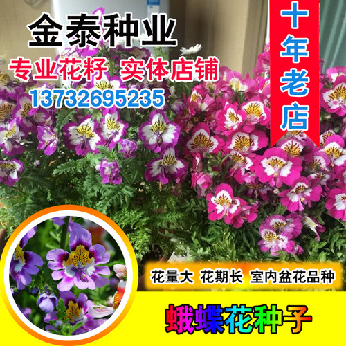 蛾蝶花易活室内外四季景观种子