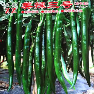 萧新美辣三号线椒种子四季阳台盆栽辣椒籽杂交新品种基地大田专用