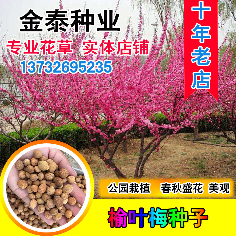 新采榆叶梅种子 重瓣榆叶鸾枝  绿化林木苗木树  小桃红种子