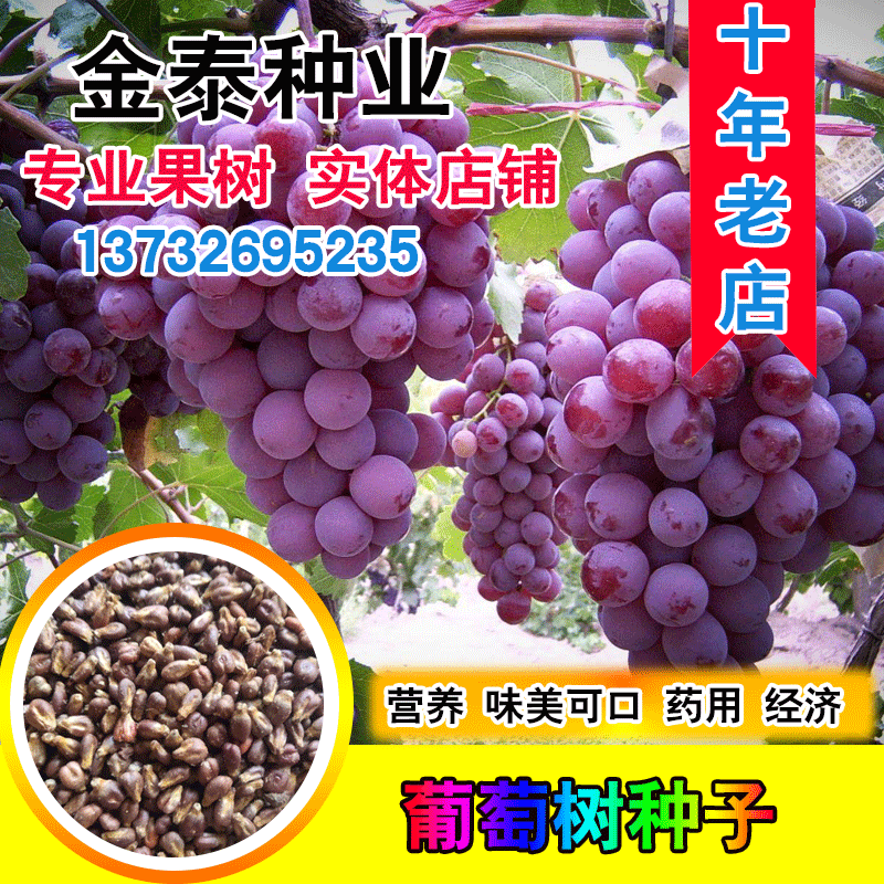 葡萄种子葡萄树种籽红提子美人指巨峰夏黑盆栽果树蔬菜葡萄籽种孑