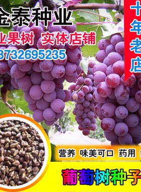 蔬菜巨峰夏黑盆栽葡萄籽种子