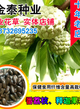 波罗佛头果四季番荔枝