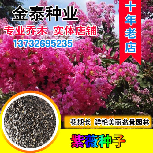 美国红火箭紫薇花树苗种子