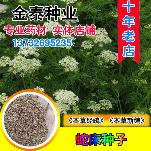 新采蛇床子种子 野胡萝卜子种子 蛇米 野茴香 蛇珠蛇床种子 - 封面