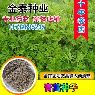 青蒿种子  白蒿草青蒿素香蒿草蒿 黄花蒿邪蒿 茵陈蒿种子观叶药材