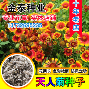 天人菊种子秋播草花种子耐寒多年生虎皮菊种子园林景观绿化花卉籽