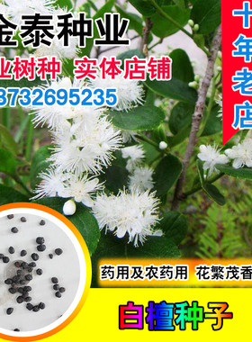 白檀木质农药建筑种子