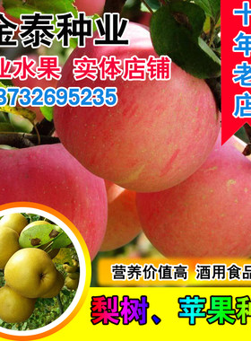 当年新苹果种子 四季播水果种子苹果树的种子室内盆栽 梨树种子