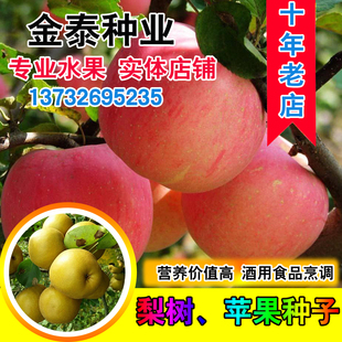 当年新苹果种子 四季播水果种子苹果树的种子室内盆栽 梨树种子