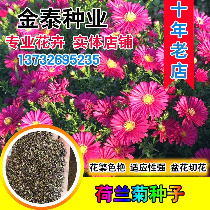 荷兰菊种子庭院花海矮型姬紫菀花