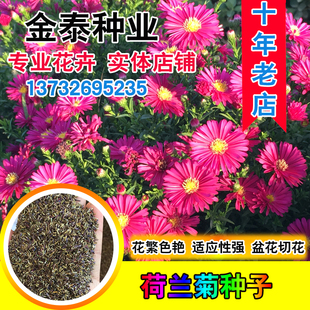 荷兰菊种子庭院花海矮型非姬小菊花多年生耐寒花种籽柳叶菊紫菀花