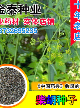 优质柴胡种子31号北柴胡三岛山菜