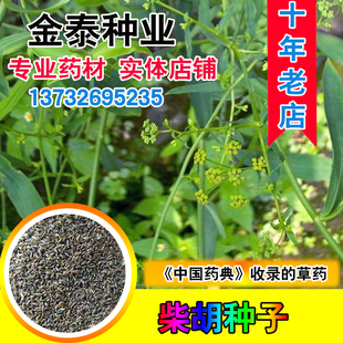 优质柴胡种子 地熏 31号柴胡 805北柴胡三岛柴胡山菜柴草