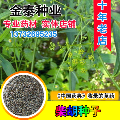 优质柴胡种子31号北柴胡三岛山菜