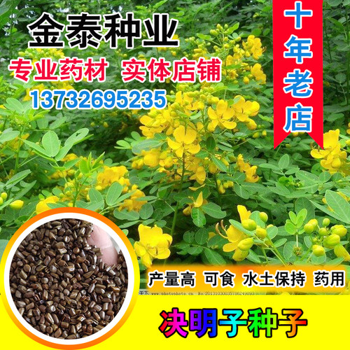 绿豆入药特菜明目饮用泡茶种子