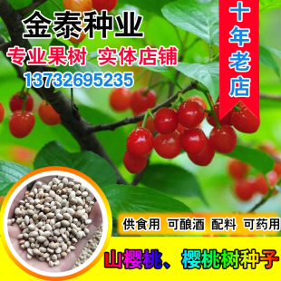 散装樱桃树种子 车厘子 大青叶樱桃  四季播果树毛山樱桃种子