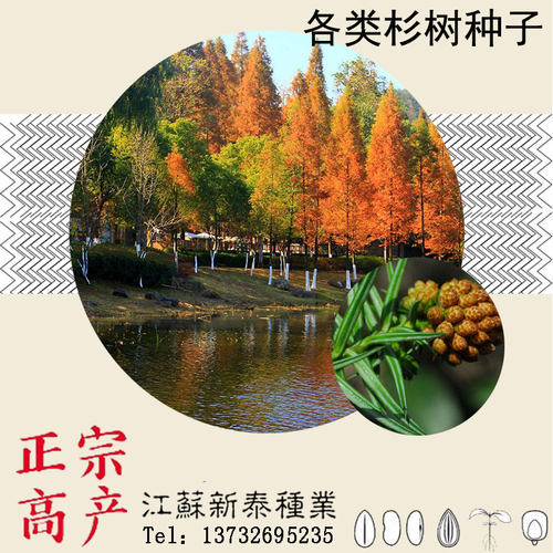 杉木种子水杉中山冷杉柳杉银杉落羽杉三尖杉刺杉速生杉树云杉池杉