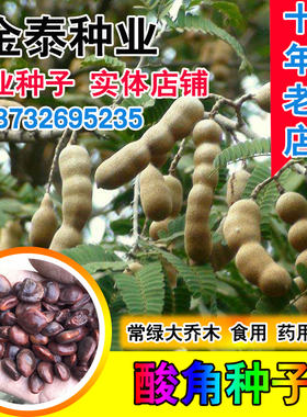 酸角种子  酸豆 罗望子酸梅 木罕 甜目坎麻夯种 甜角种子