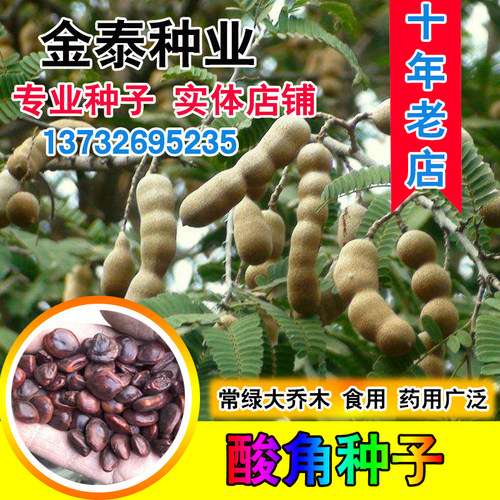 酸豆罗望子酸梅甜角种子
