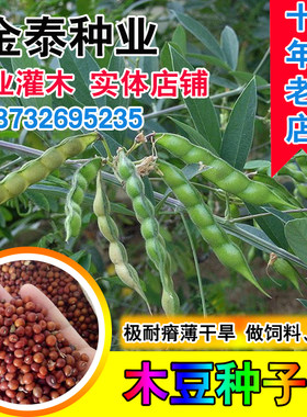 观音绿化药材多年生木豆