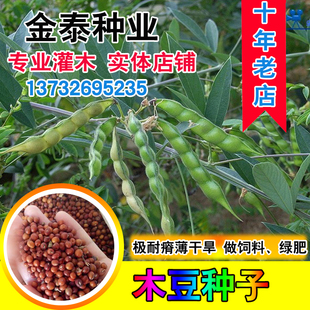 木豆种子豆蓉观音豆树豆柳豆绿化药材护坡灌木种籽多年生绿化固土
