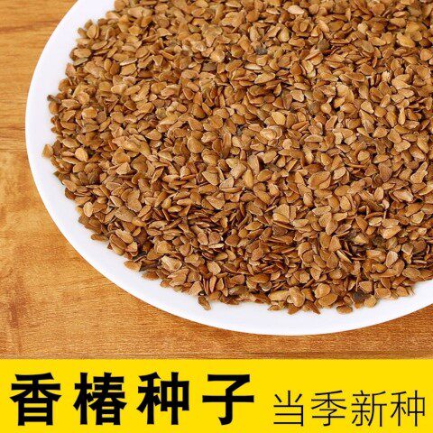 正宗红油香椿种子去翅净籽