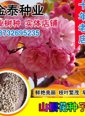 新采山樱花种子草樱花种子大红色多瓣粉花草樱种子野生福岛樱种籽