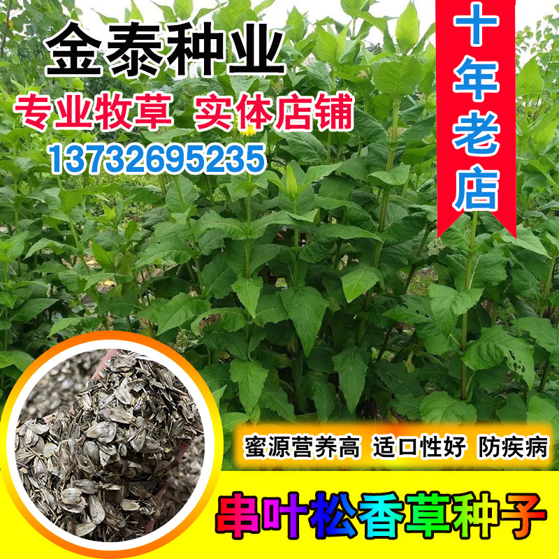 串叶松香草种子牧草多年生猪牛羊食用华夏中华神菊教授菊香槟草种