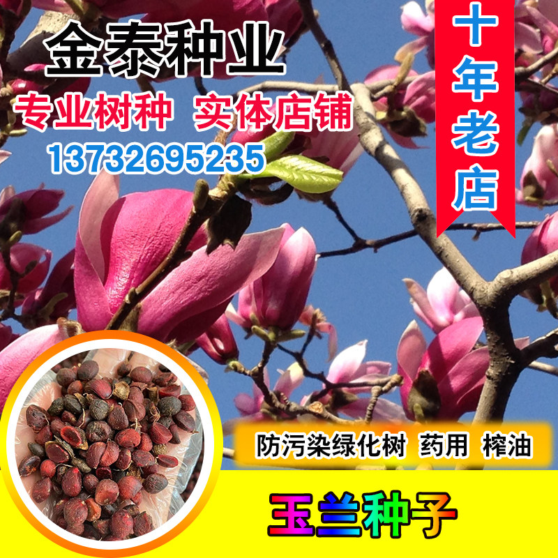 玉兰种子  四季绿化紫玉兰红白玉兰花 山玉兰树种子药用 辛夷种籽
