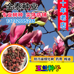 玉兰种子 四季绿化紫玉兰红白玉兰花 山玉兰树种子药用 辛夷种籽