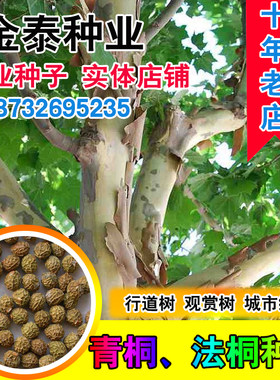 青桐绿化青皮梧桐树法国法桐种子