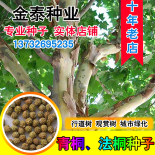 青桐青桐树种子绿化青皮梧桐树种子法国梧桐树种子法桐种子梧桐籽