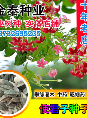 使君子种子舀求子爬藤盆栽攀爬