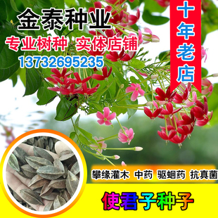 使君子种子舀求子四君子爬藤植物阳台盆栽攀爬花卉药材史君子种籽