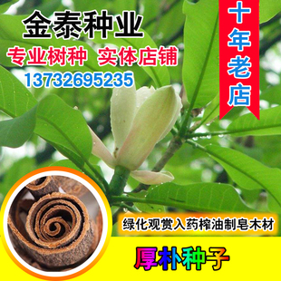 厚朴种子 今年新采集 重皮 赤朴种子 烈朴 川朴 紫油厚朴种子