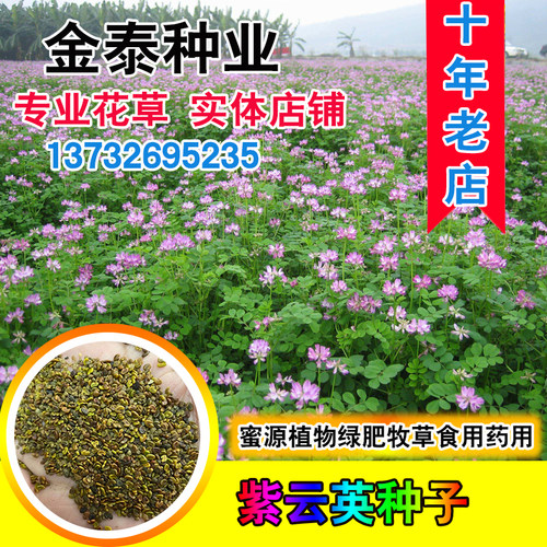 牧草可食用四季果园紫云英种子