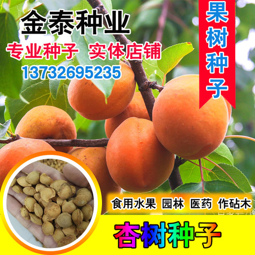野生山杏种子苦杏仁 药用仁用杏种子 杏树种子 林木种子杏树子