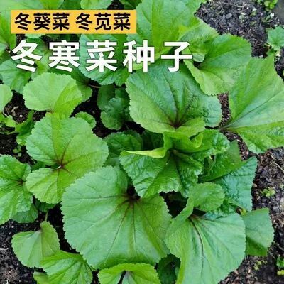 冬寒菜种子四季种植蔬菜简单易播