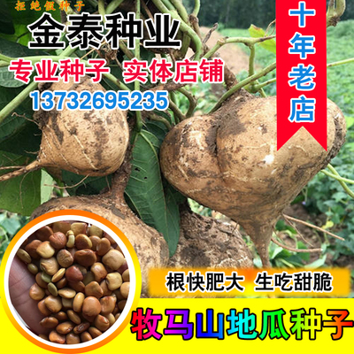 散装牧马山地瓜种子凉薯番葛豆薯