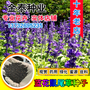蓝花鼠尾草种子紫花红花 四季播种庭院多年生宿根耐寒花卉景观花