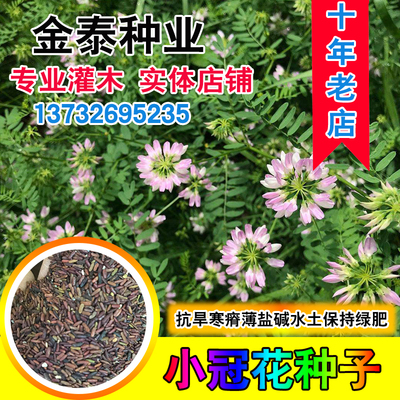 多变工程地被植物易成活小冠花