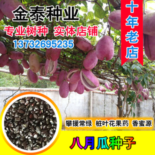 野生八月瓜种子特色紫果八月瓜树庭院爬藤植物食用水果八月炸种籽