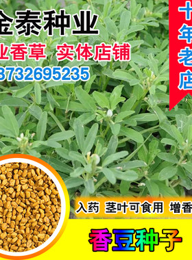 香豆种子 中华香草香囊草种子东北端午做香包用 2021新款种籽