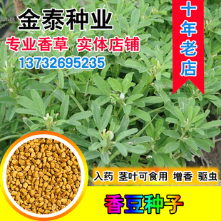 香豆种子 中华香草香囊草种子东北端午做香包用 2021新款种籽