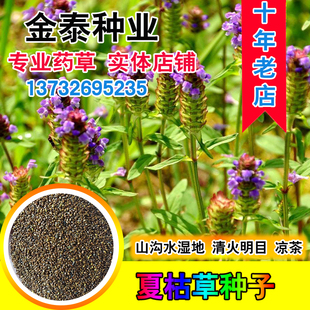 夏枯草种子清凉茶原料麦穗铁线牛抵头清火明目耐水湿夏枯球子种籽